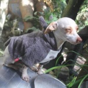 Perro con saco de Totoro geek